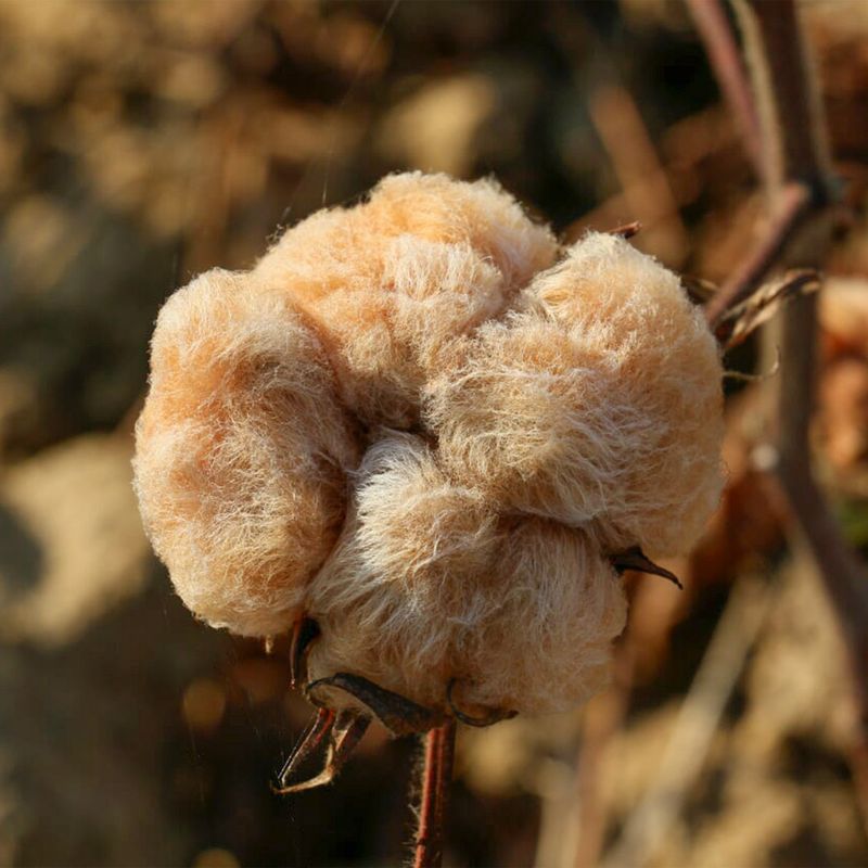 natural-color